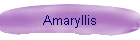 Amaryllis