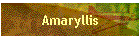Amaryllis