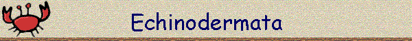 Echinodermata