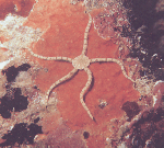 Brittle Star