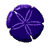 Sand Dollar
