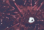 Sea Urchin